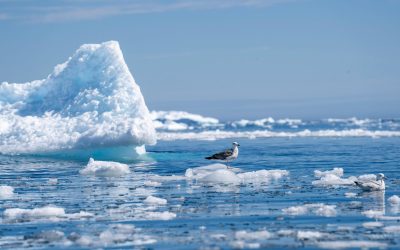 Meraviglie di ghiaccio: antiche tecnologie dell’Artico rivelate