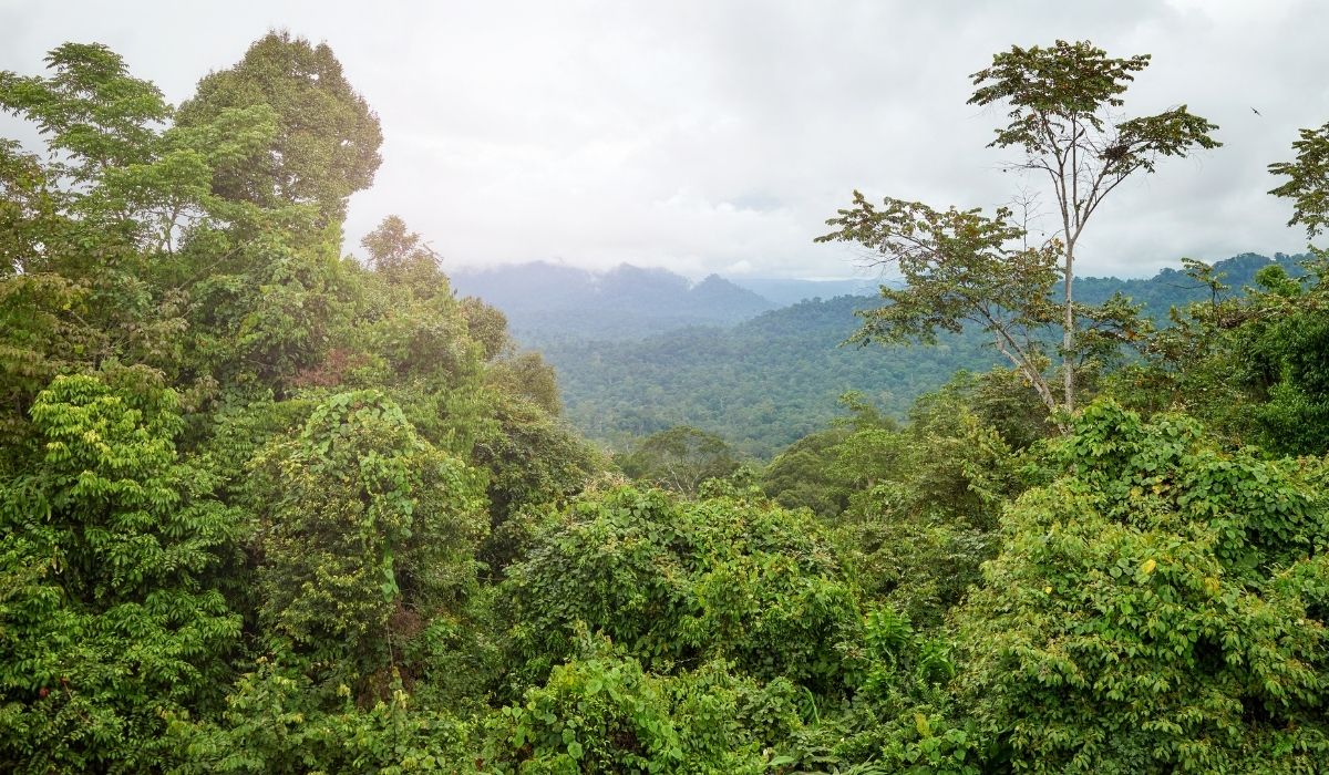 Foresta tropicale nel Borneo malesia viaggi cercavacanze torino