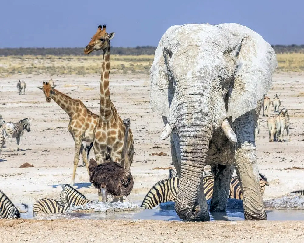 travel explore tour fotografico namibia animali deserto viaggi obiettivo meraviglia