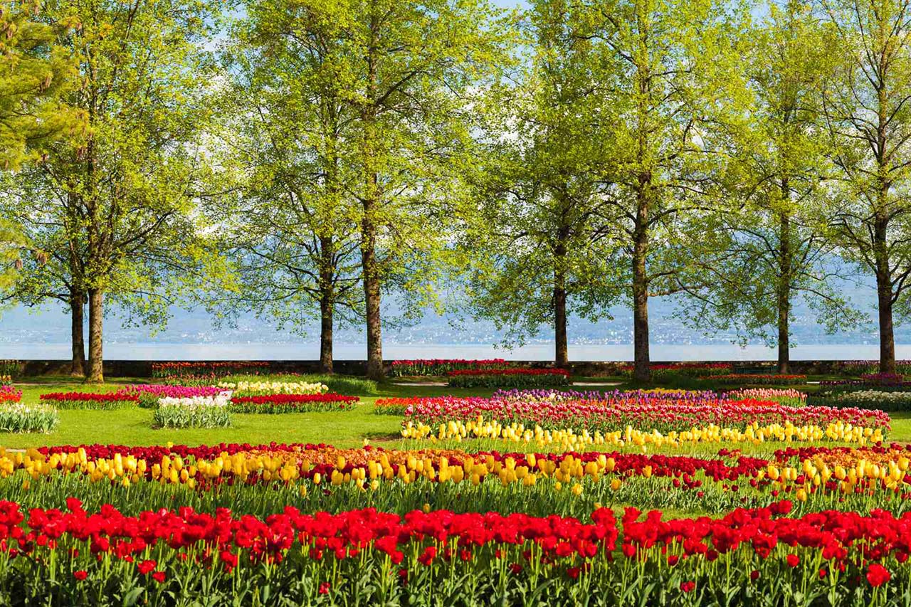 viaggio in giornata losanna festa tulipani canva web 2