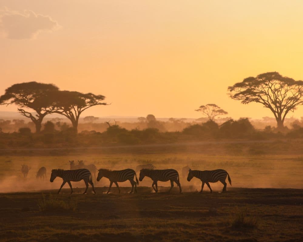 viaggio kenya africa giovani dream packer avventura safari zebre