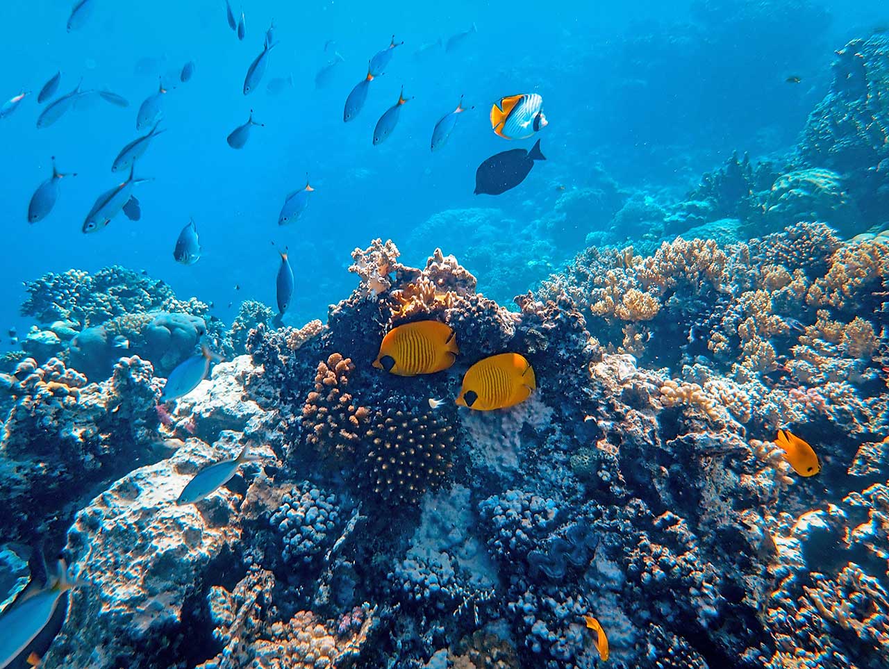 viaggio marsa alam egitto snorkeling