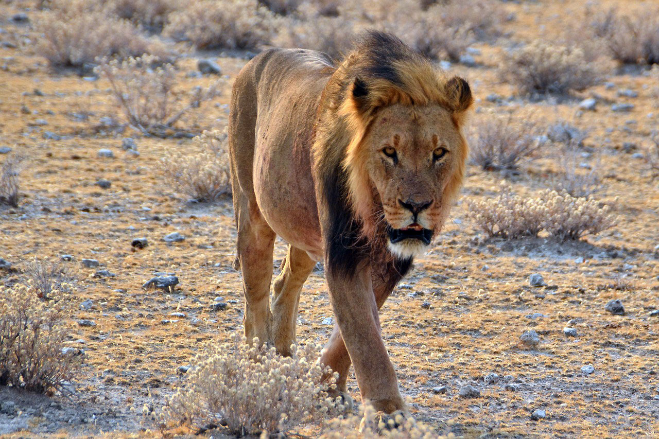 viaggio namibia leoni natura animali deserto safari