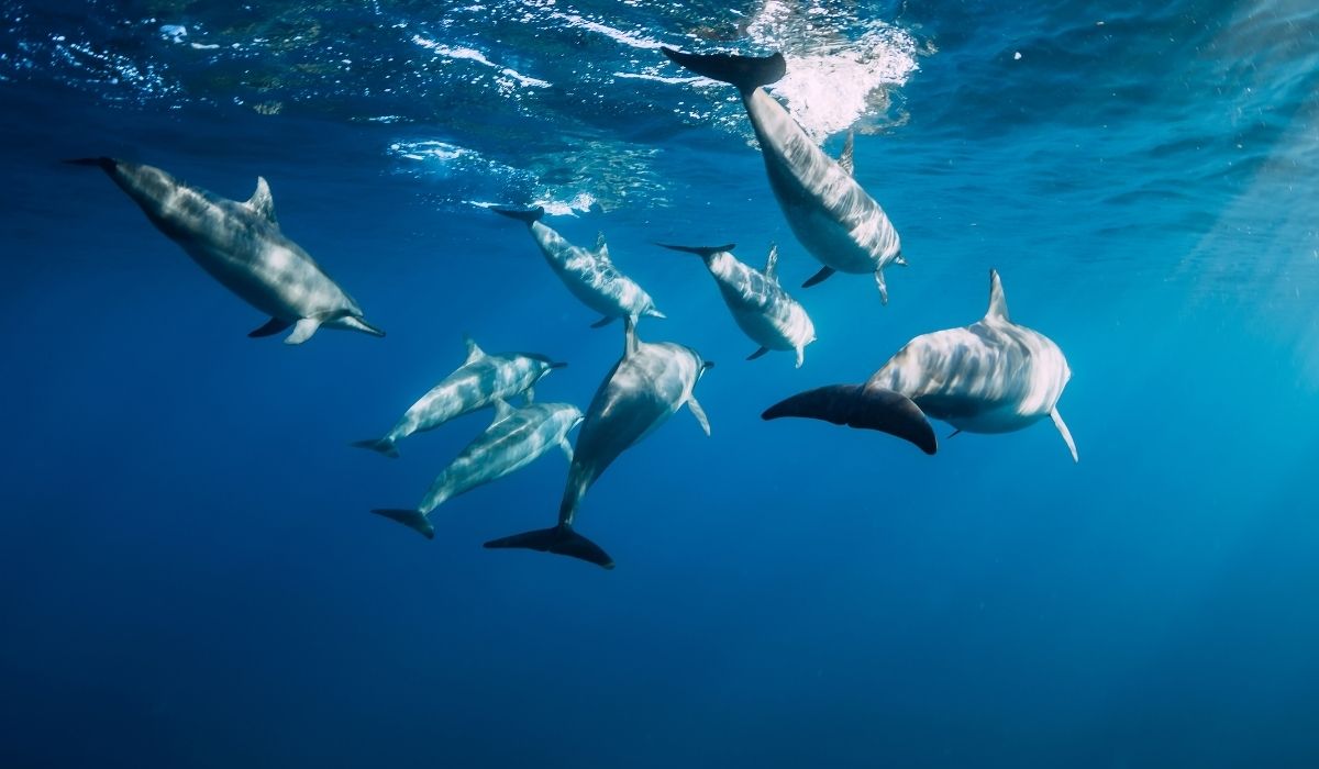 Mauritius 6 Nuotare con i delfini a Tamarin