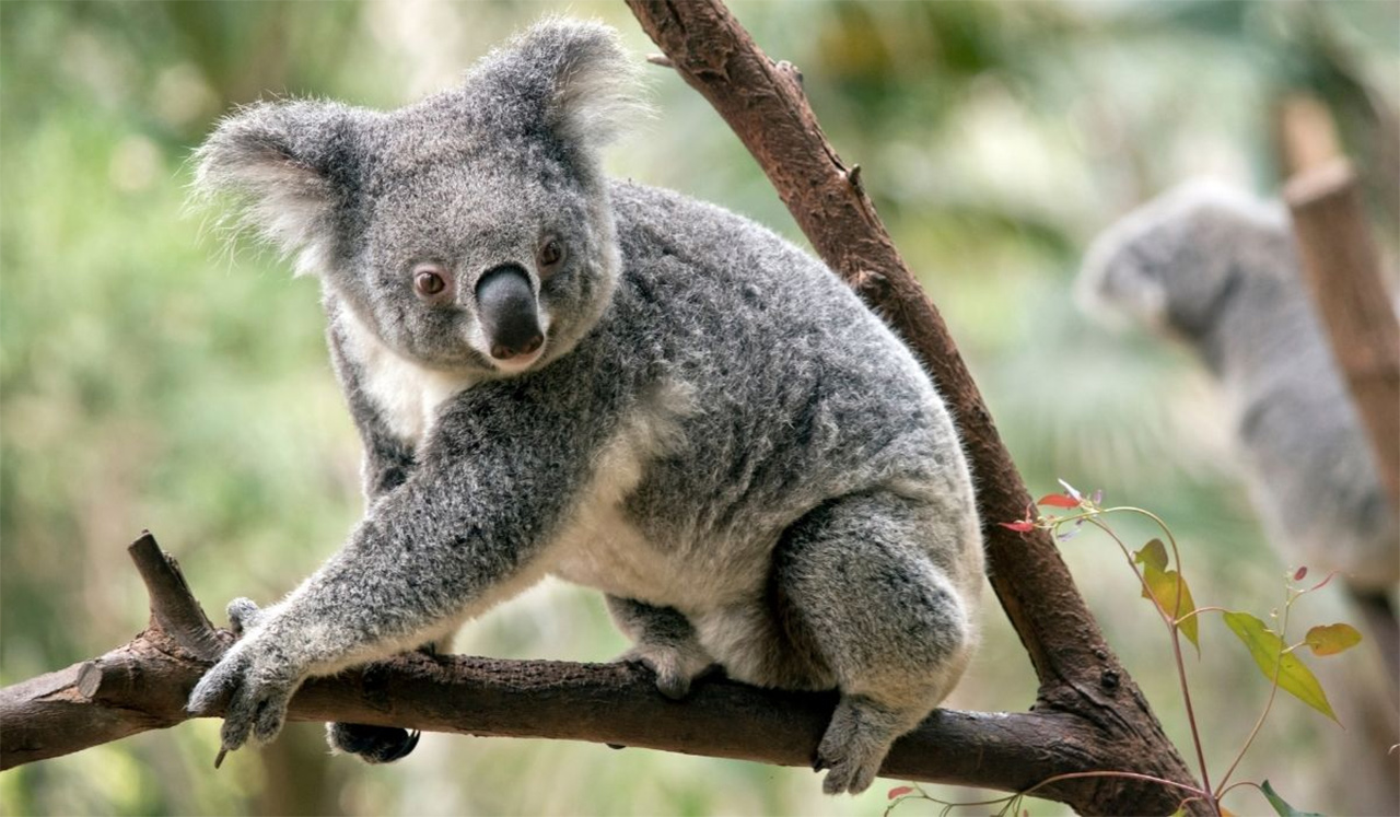 australia rainforeststatoin nature parck koala