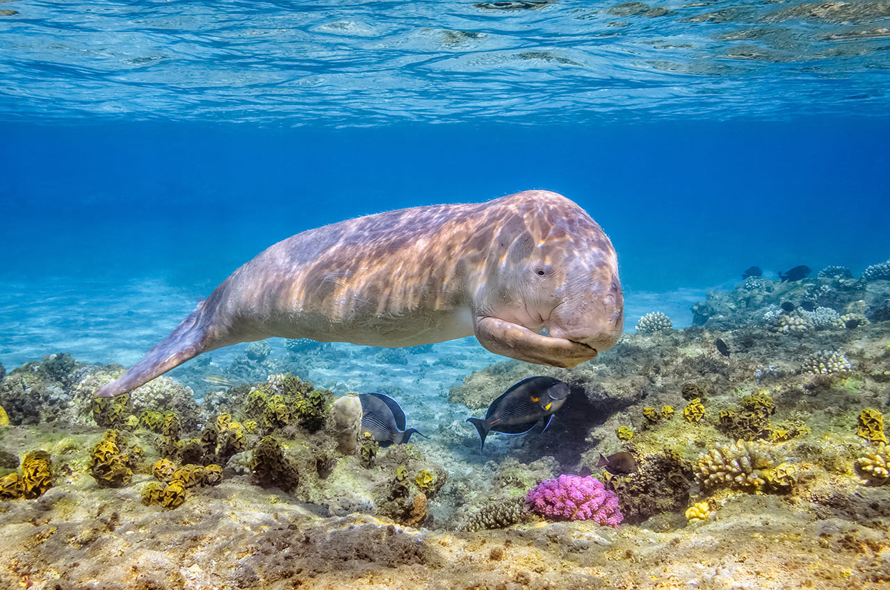 egitto viaggio marsa alam acque cristalline mar rosso dugongo
