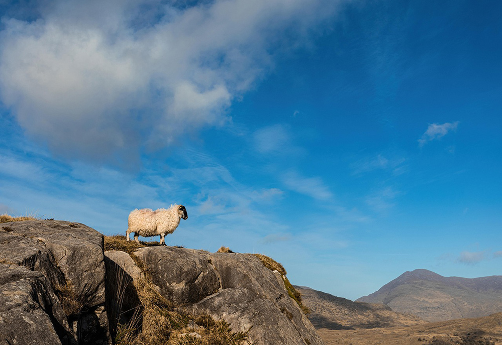 irlanda viaggio pecore lana irlandese sheep tour