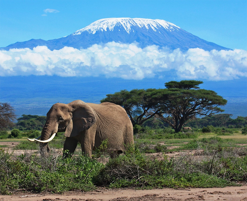 kenya viaggio di nozze africa safari elefanti natura