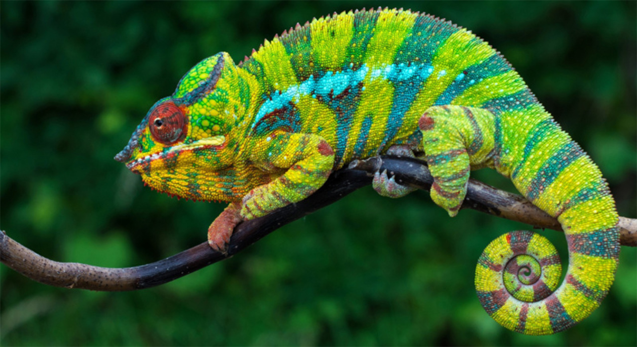 madagascar africa camaleonte natura incontaminata foresta pluviale