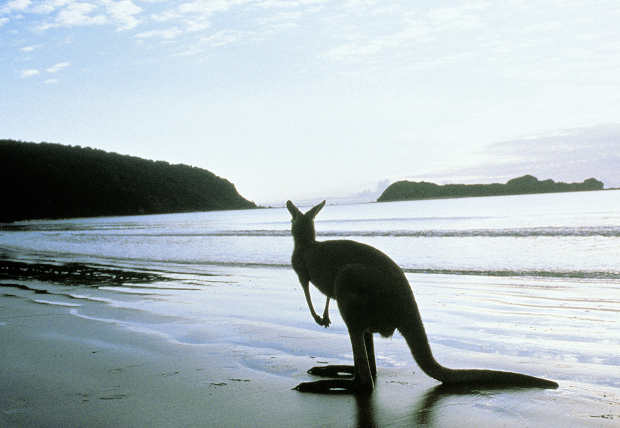 viaggi australia kanguro animali spiaggia
