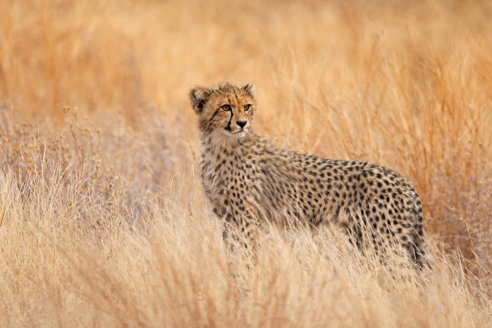 ghepardo sudafrica viaggio cercavacanze scoperta safari africa