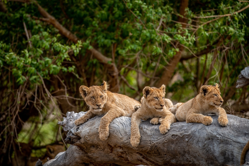 leoni cuccioli sudafrica viaggio cercavacanze explorer safari africa