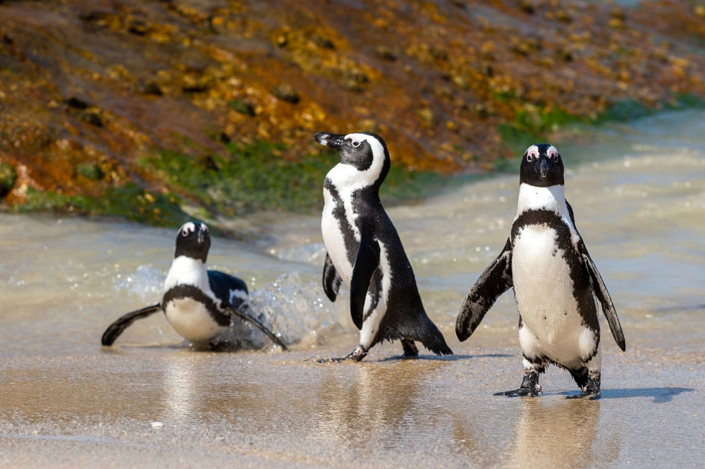 pinguini boulders beach viaggio explorer sud africa