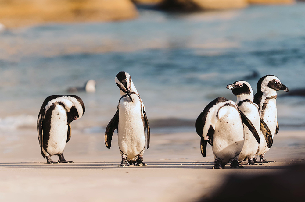 pinguini boulders beach viaggio sud africa