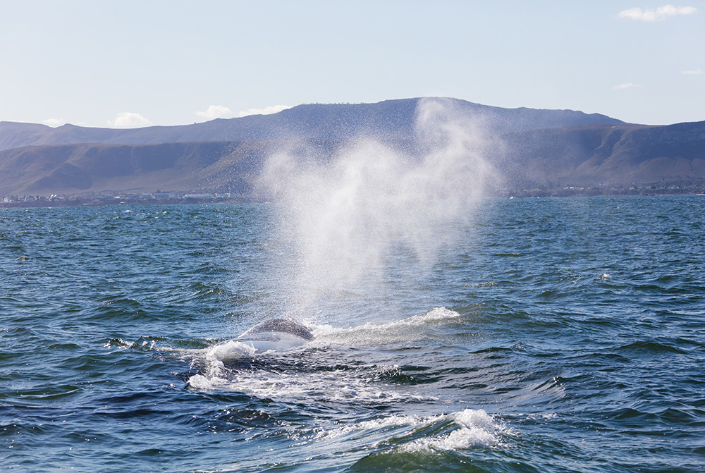 sud africa hermanus avvistamento delle balene viaggio