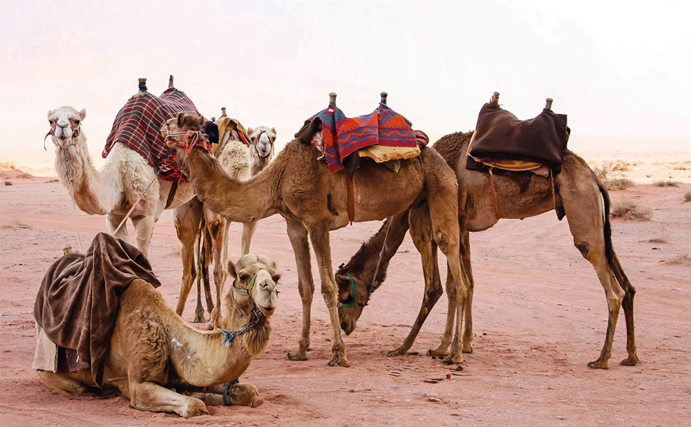 vacanza egitto marsa alam deserto brixia club port ghalib resort