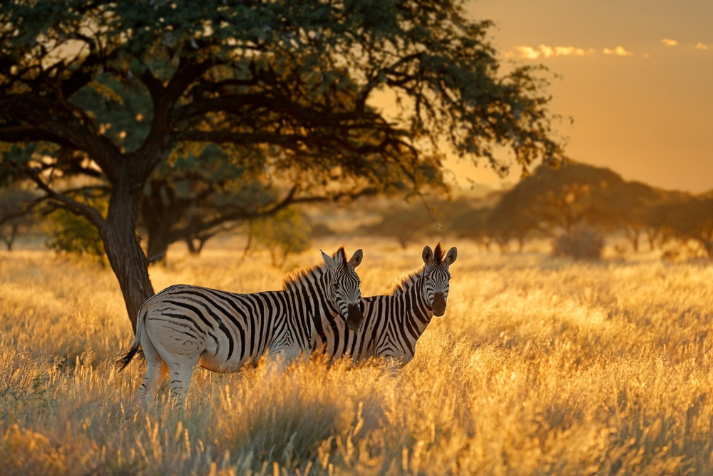 zebre sudafrica viaggio cercavacanze scoperta safari africa