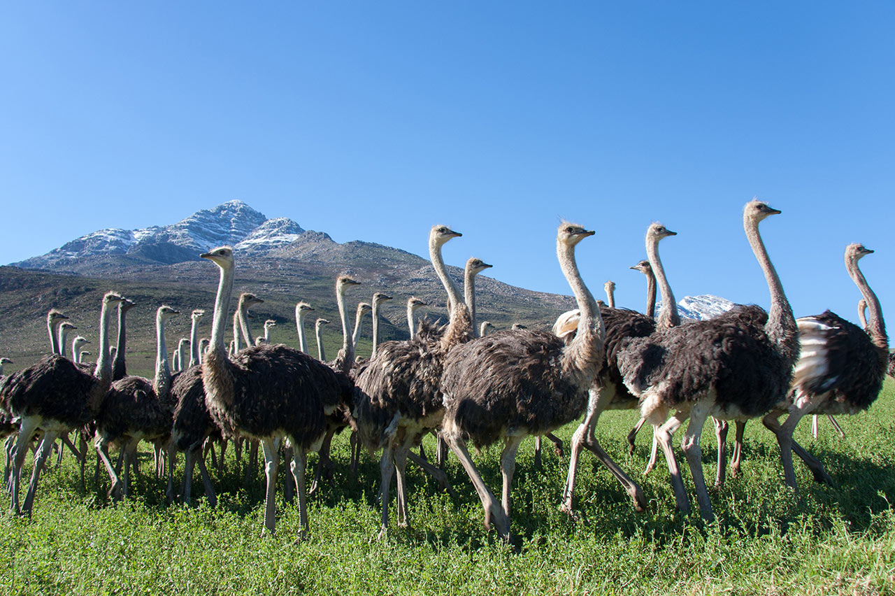 africa struzzi sudafrica viaggio explorer garden route