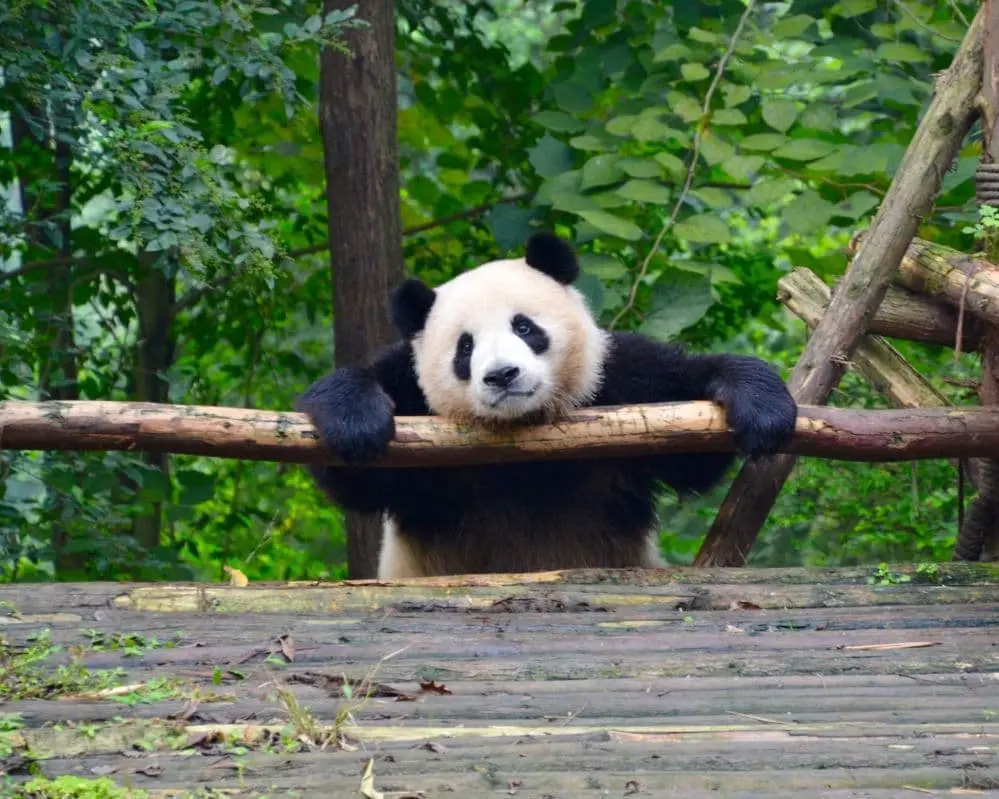 cina panda specie protetta tour dream