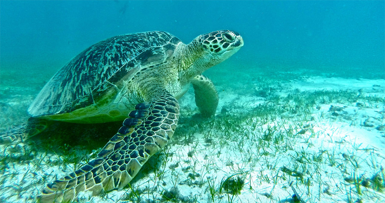 madagascar africa tartarughe natura incontaminata