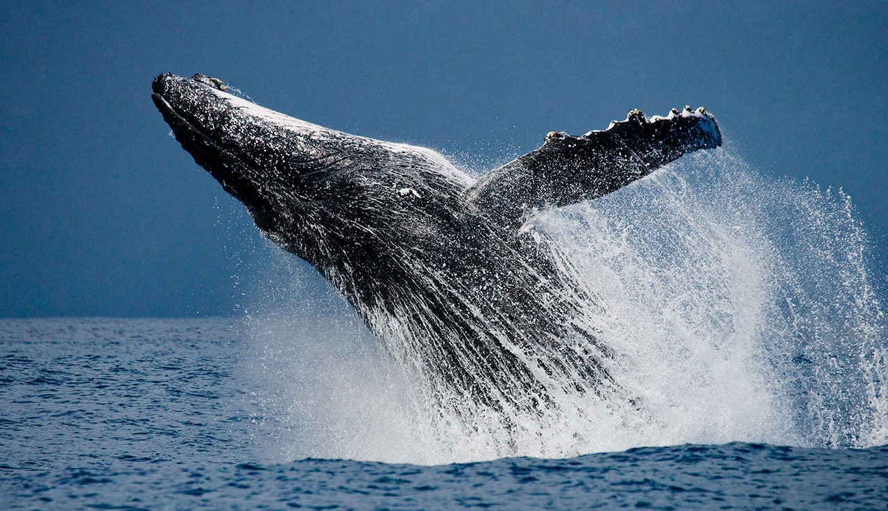 madagascar megattere natura incontaminata escursioni marine
