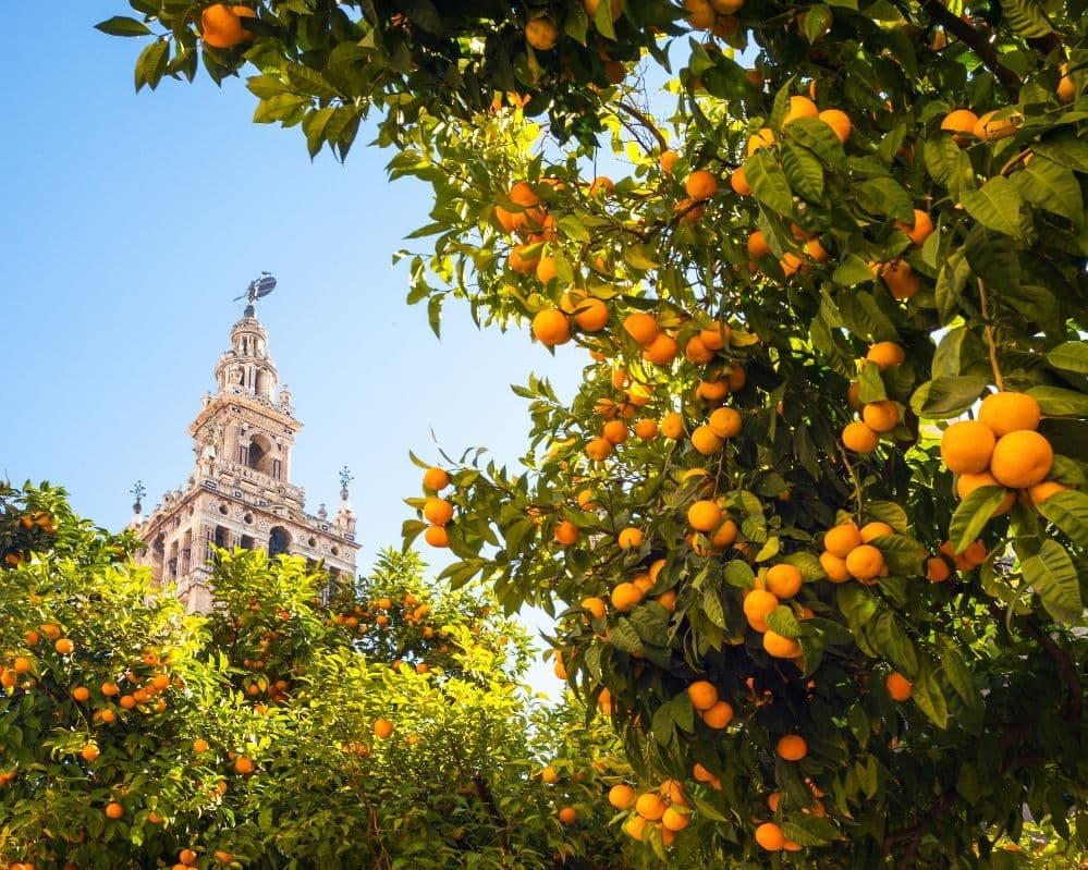 spagna siviglia viaggio giovani giralda torre cattedrale santa maria sede