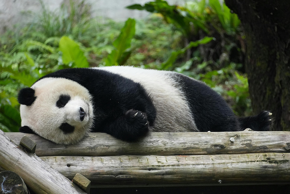 tour cina panda gigante research base of giant panda breeding chengdu