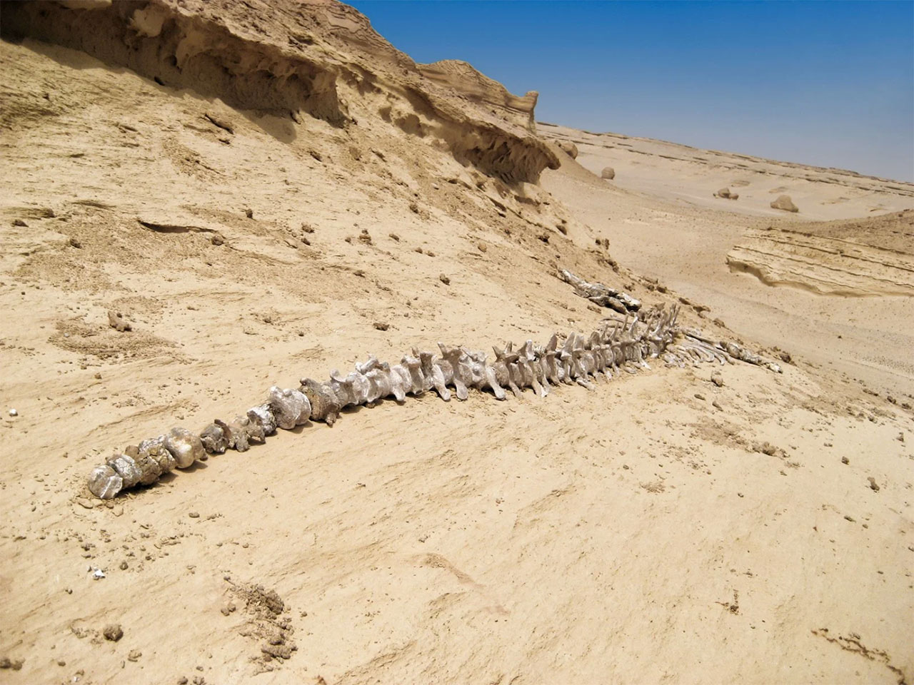 tour egitto wadi al hitan valle delle balene sito paleontologico patrimonio unesco