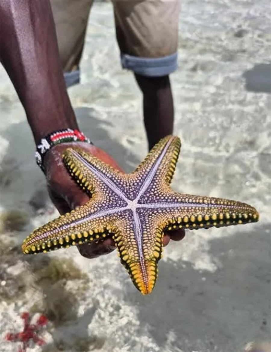 futura twiga watamu kenya africa stella marina
